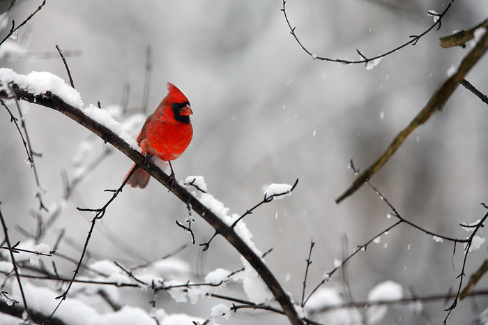Crimson watch northern cardinalis. Cardinal clipart male