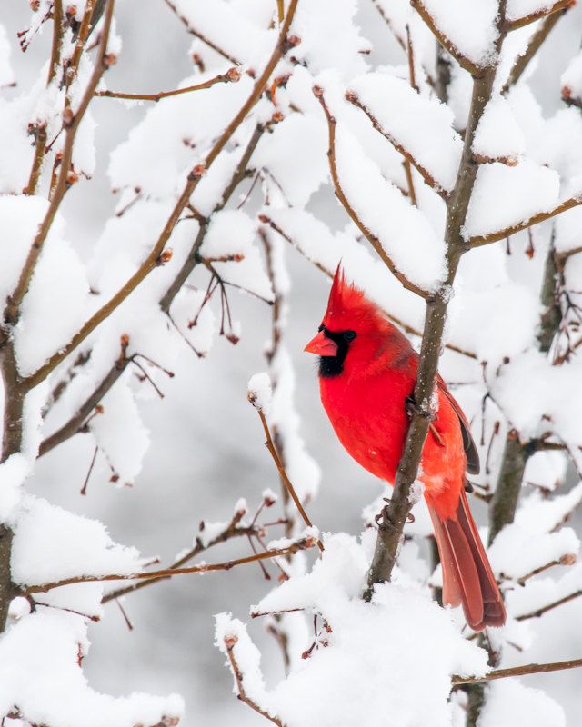 Cardinal clipart male. Red bird photo winter