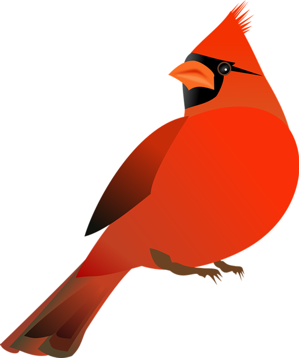 cardinal clipart northern cardinal