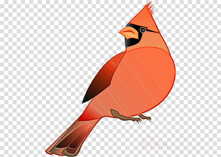 Cardinal clipart song bird. Northern beak songbird 