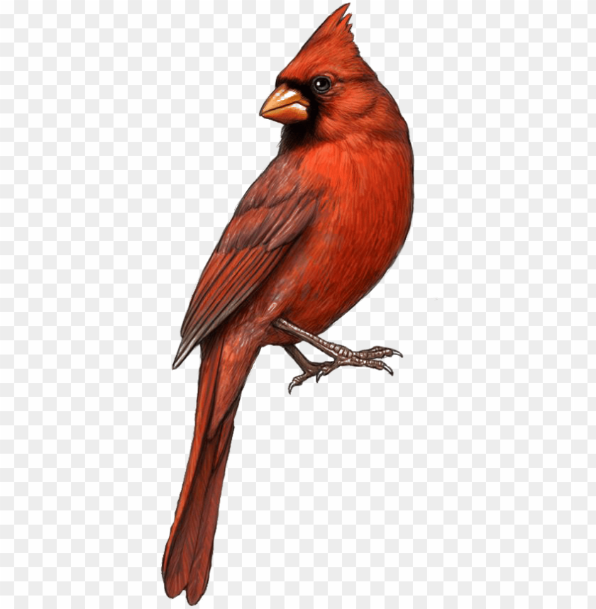 cardinal clipart tiny bird