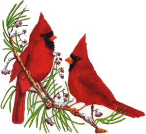 Cardinal clipart transparent background.  collection of free