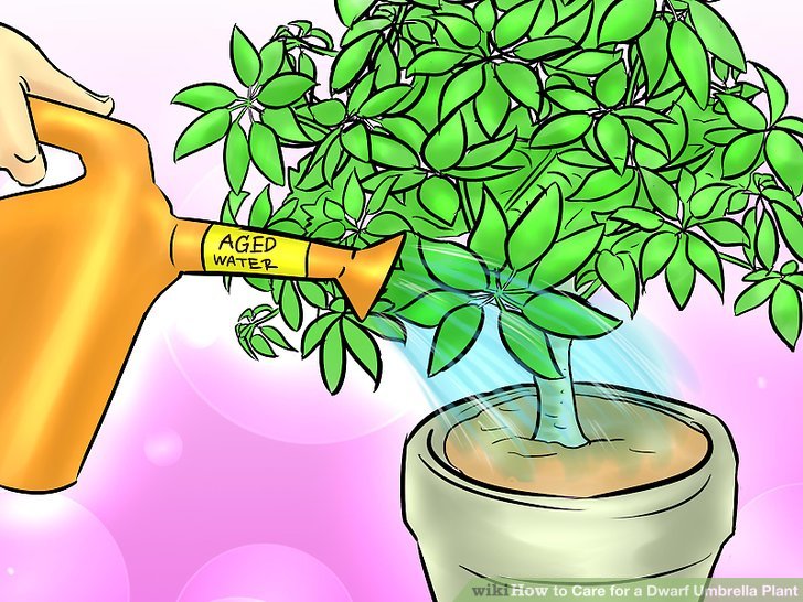 caring clipart care plant