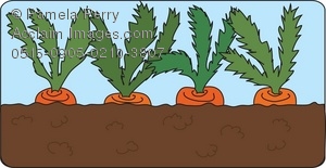 Carrots garden