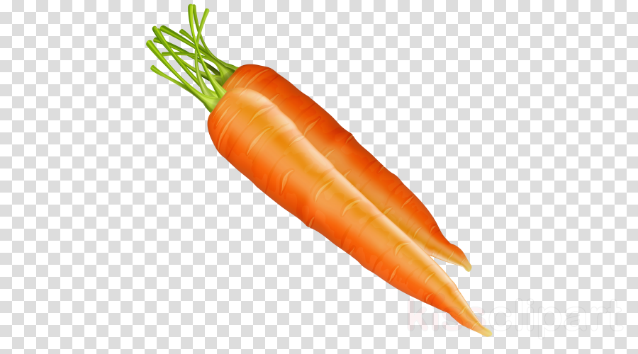 carrot clipart illustration