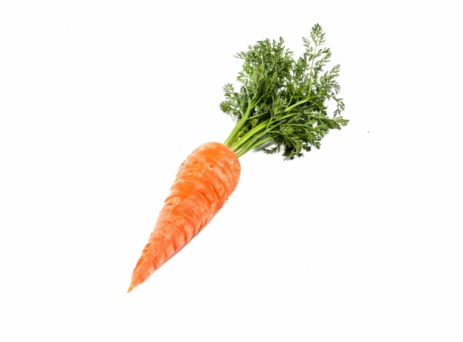 Transparent background png clip. Carrot clipart single