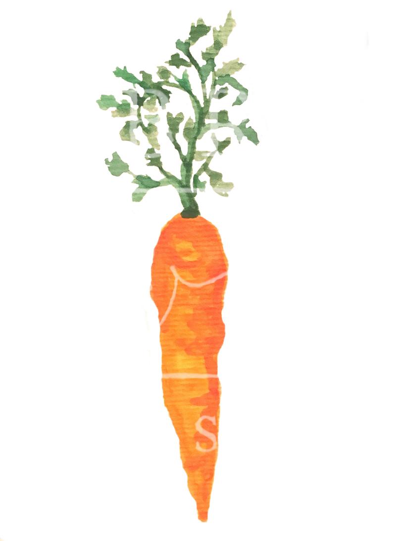 Carrots clipart single. Carrot watercolor 