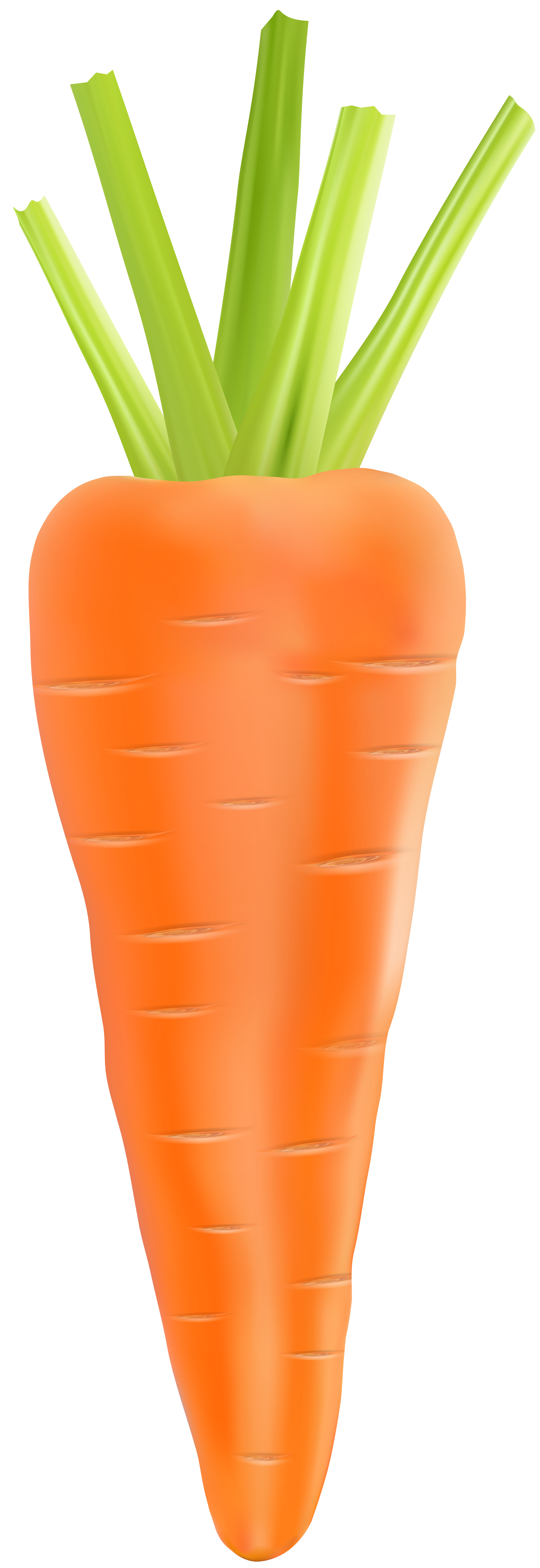 Transparent png clip art. Clipart vegetables carrot