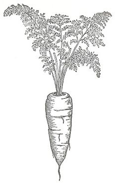 Garden clip art vegetable. Carrots clipart vintage