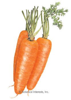  best images on. Carrots clipart vintage