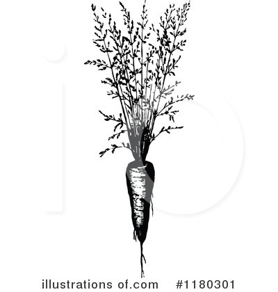 Carrots clipart vintage. Carrot illustration by prawny