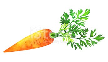 carrot clipart watercolor