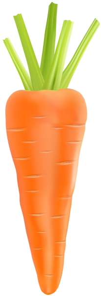 Carrot transparent png clip. Carrots clipart caroot