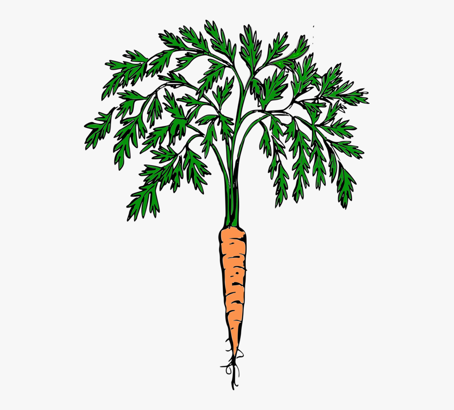 carrots clipart carrot plant