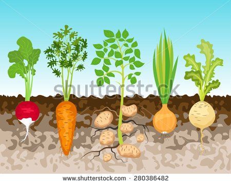 crops clipart root vegetable