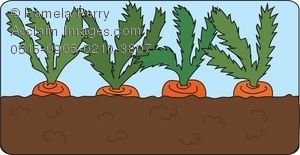 Clip art illustration of. Carrots clipart garden