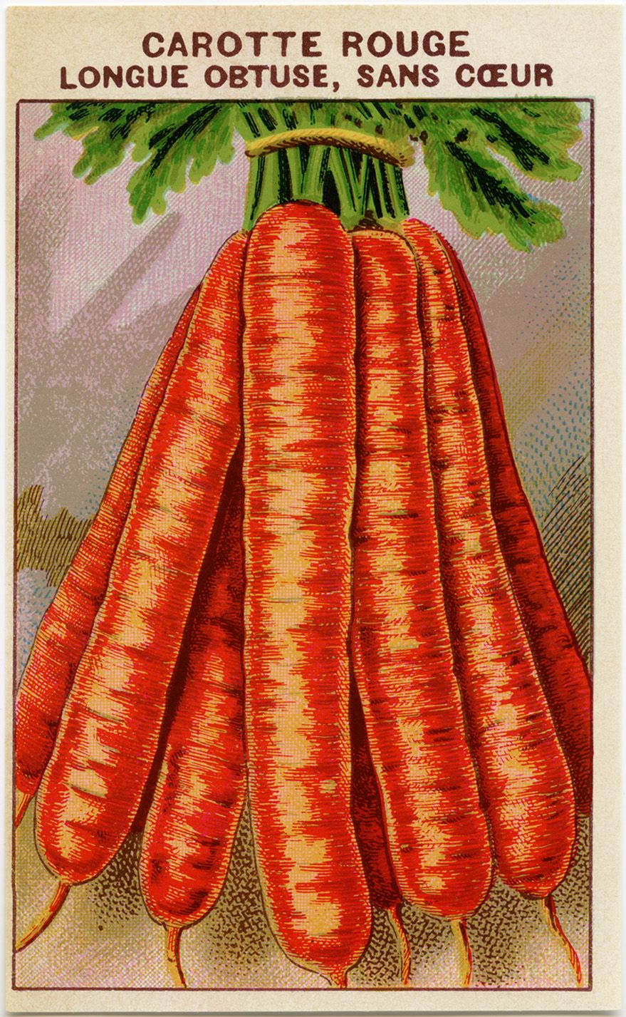 French seed packet carrot. Carrots clipart printable