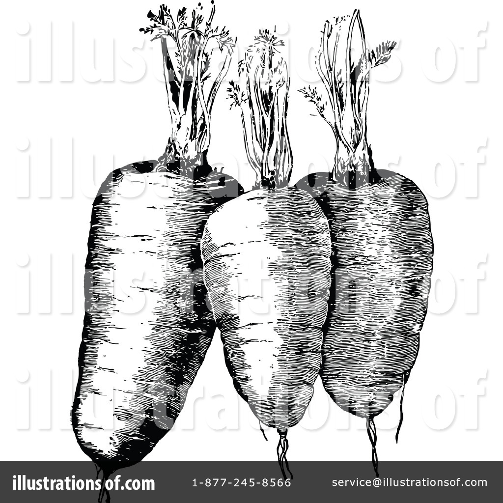 Illustration by prawny royaltyfree. Carrots clipart vintage