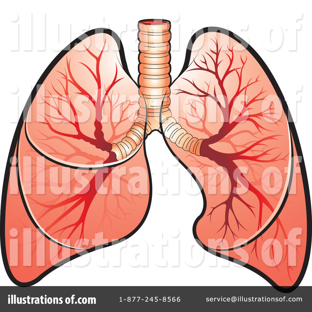 lungs clipart lung organ