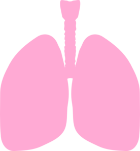 lungs clipart big