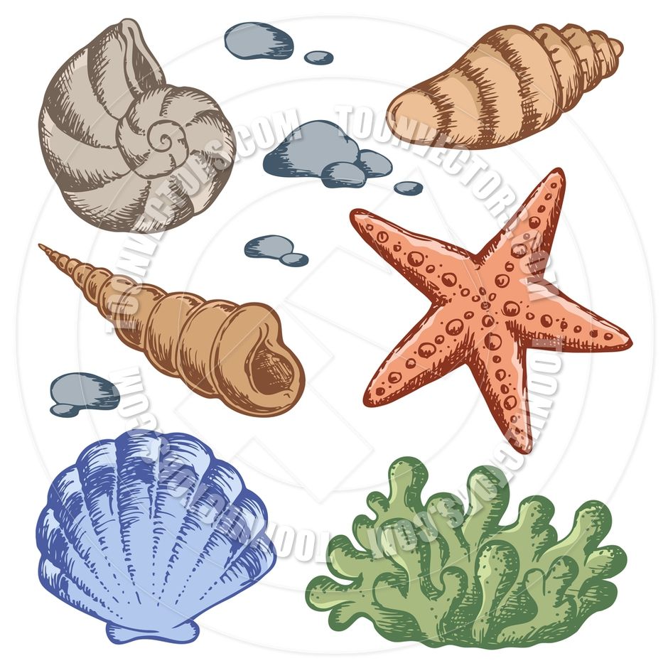 seashells clipart cartoon