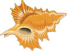 Pix for clip art. Cartoon clipart seashell