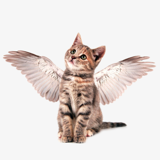 cat clipart angel