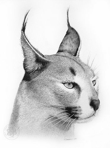 Cats clipart caracal. Pointillism and drawings von
