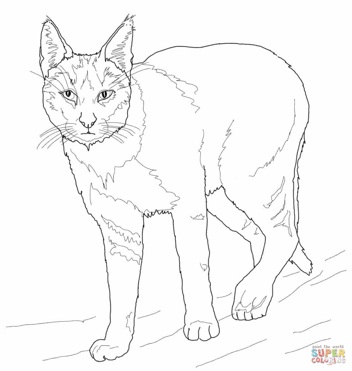 Cats clipart caracal. Jungle cat coloring page