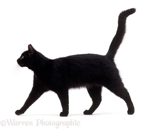 cat clipart side view