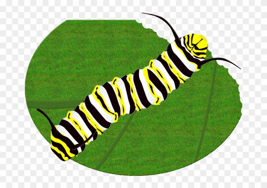 Caterpillar clipart butterfly. Monarch brush footed 