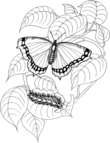 Caterpillar clipart coloring page. And butterfly free printable