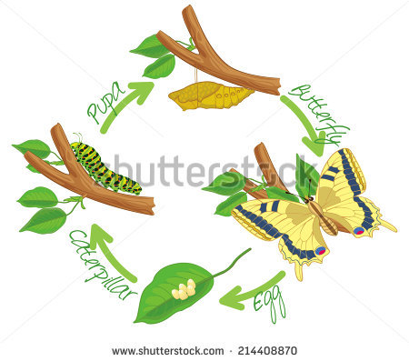 And cutterfly collection pupa. Caterpillar clipart illustration