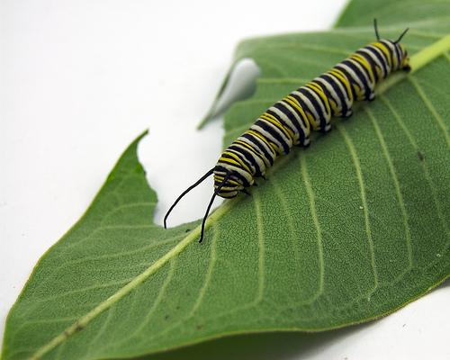 Caterpillar clipart leaf. Monarch science buzz