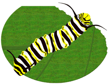 Caterpillar monarch