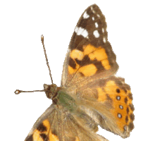 caterpillar clipart painted lady