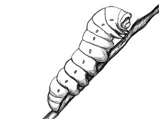 Caterpillar clipart sketch. How to draw a