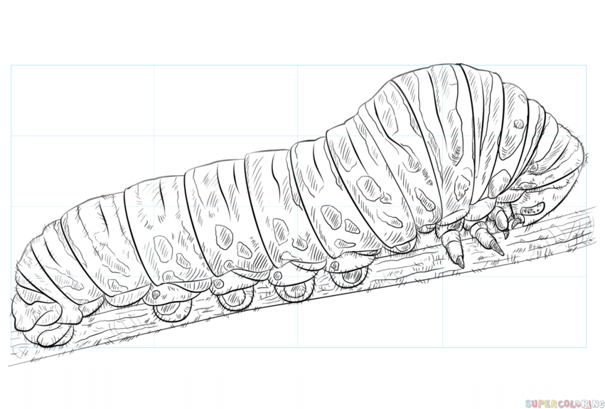 Butterfly black and white. Caterpillar clipart sketch