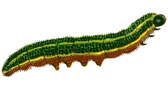 caterpillar clipart transparent background