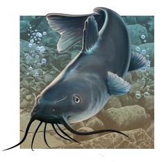 catfish clipart abstract