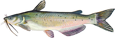Fishin franks freshwater fish. Catfish clipart blue catfish