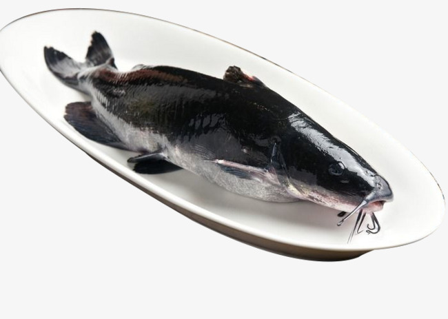 Catfish clipart bullhead. Black fish food dishes