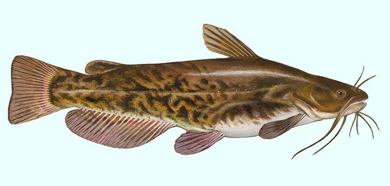 Catfish clipart bullhead. Invasive species ferrebeekeeper the