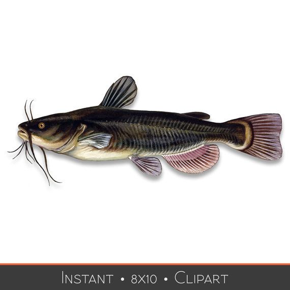 Catfish clipart bullhead. Fish clip art instant