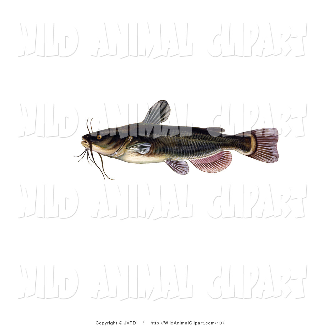 Clip art of a. Catfish clipart bullhead