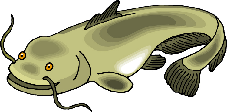catfish clipart cat fish