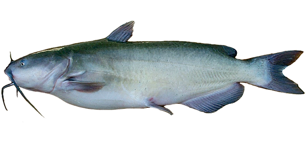 catfish clipart channel catfish