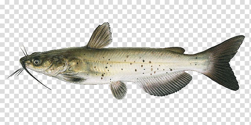 catfish clipart channel nebraska