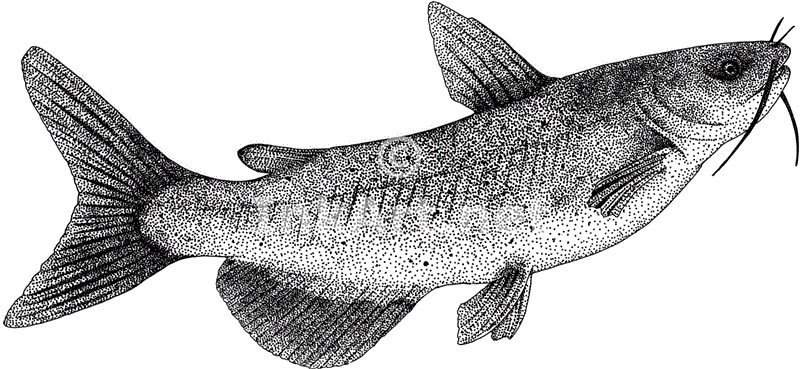 catfish clipart channel nebraska