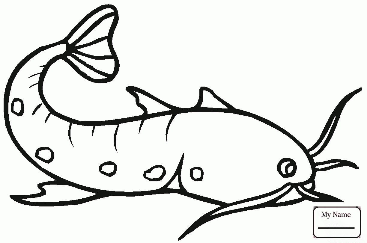 Catfish clipart coloring page, Catfish coloring page Transparent FREE